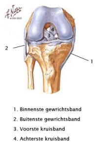 Ligamentaire letsels in en rond de knie